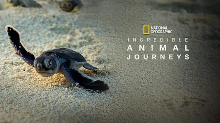 Incredible Animal
    Journeys
