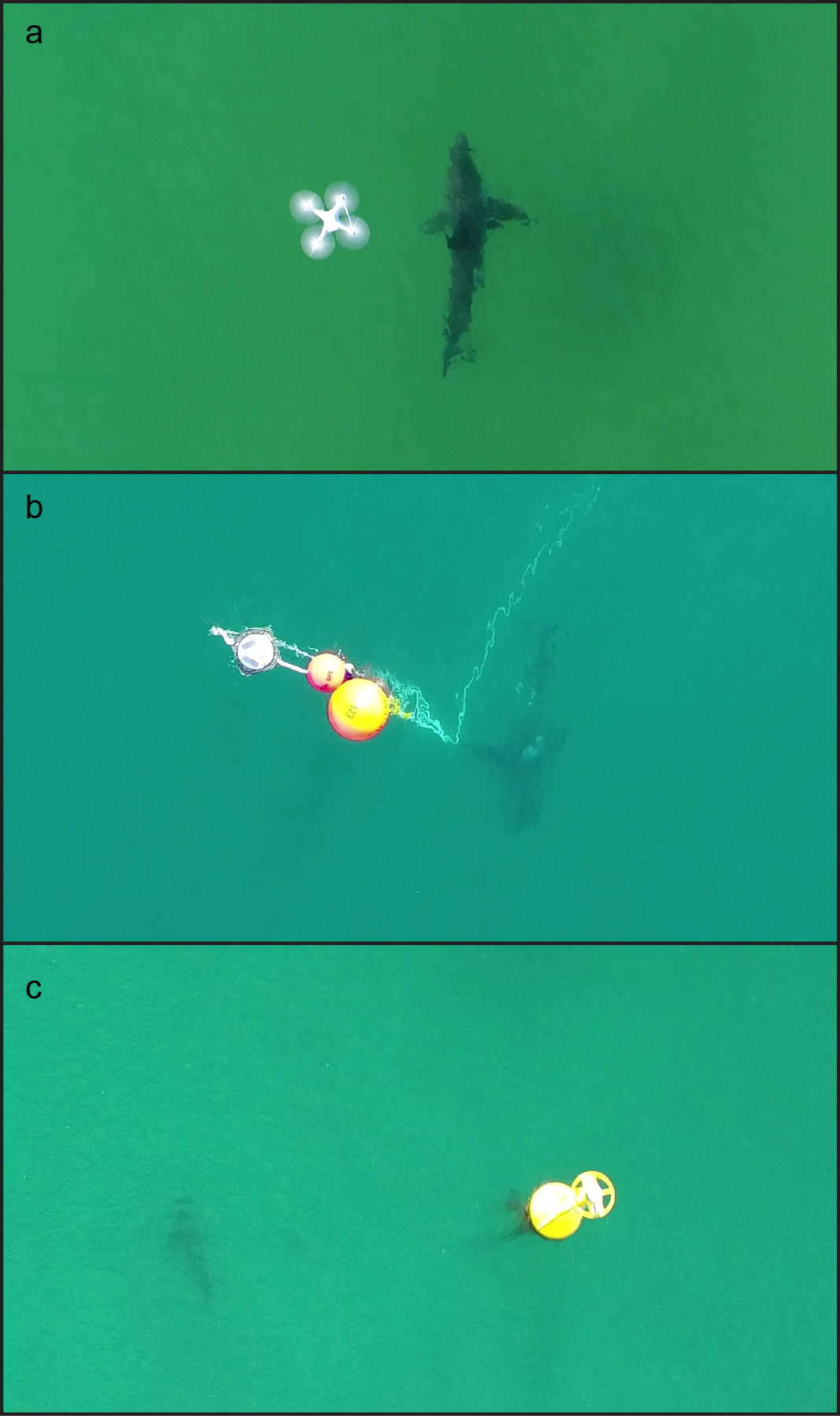 Shark mitigation method comparison