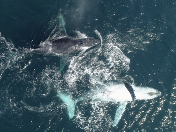 Drone shot of whales